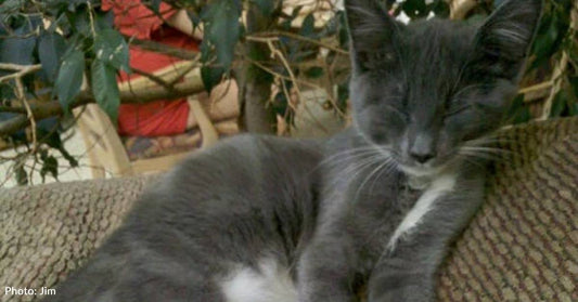 Feral Kitten Swats at Rescuers, But Quickly Adopts Them