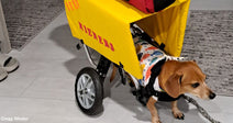 Small dachshund harnessed to a bright yellow hot dog cart costume attached to a dog wheelchair.