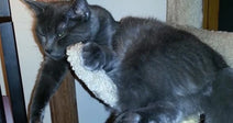 A gray cat lounges draped over the top of a sisal scratching post, dangling its paws lazily.