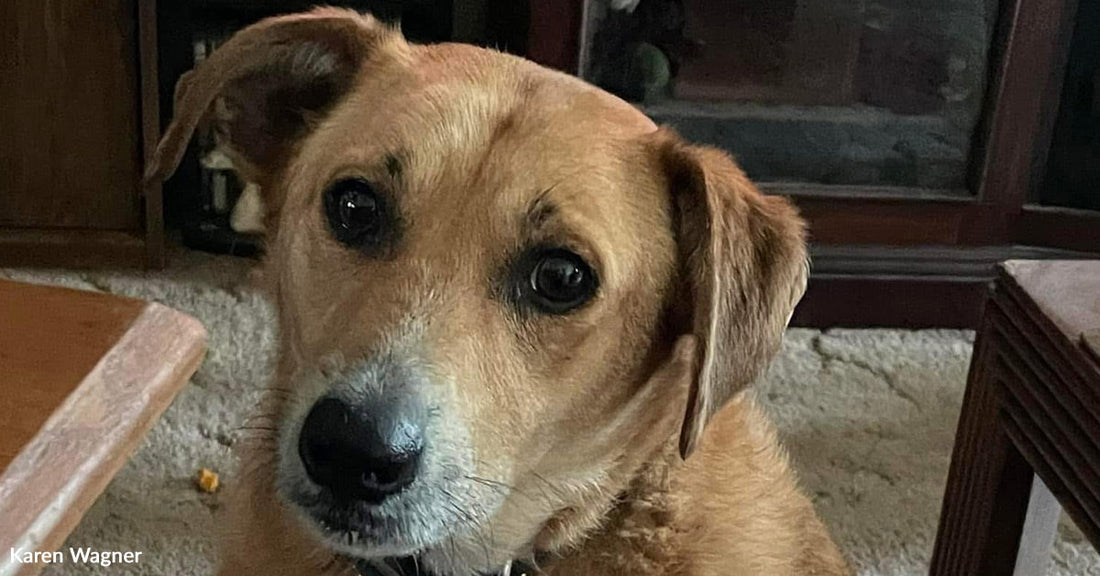 A tan mixed-breed dog sits on a carpeted floor indoors, gazing up gently with soft, expressive eyes.
