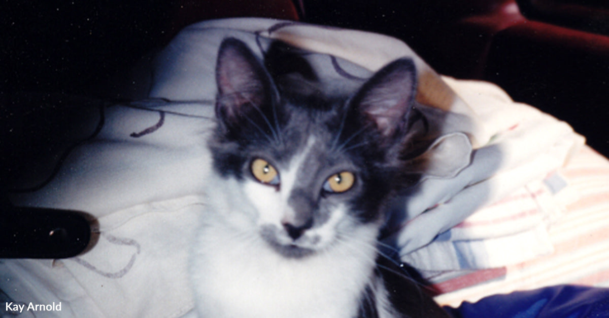 Tiny Campground Kitten Refused to Let Go of the Lady He Cherished