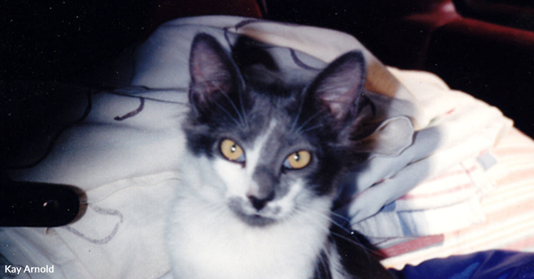 Gray and white cat with yellow eyes on patterned fabric background.