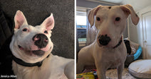 Split image of a white dog with black markings lounging on a dark blanket, then standing in a bedroom and looking at the camera.