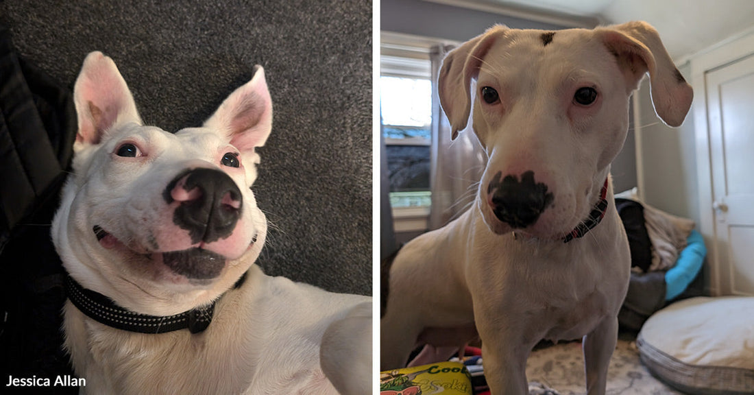 Split image of a white dog with black markings lounging on a dark blanket, then standing in a bedroom and looking at the camera.