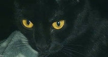 A black cat with striking yellow eyes gazes directly at the camera against a dark background.
