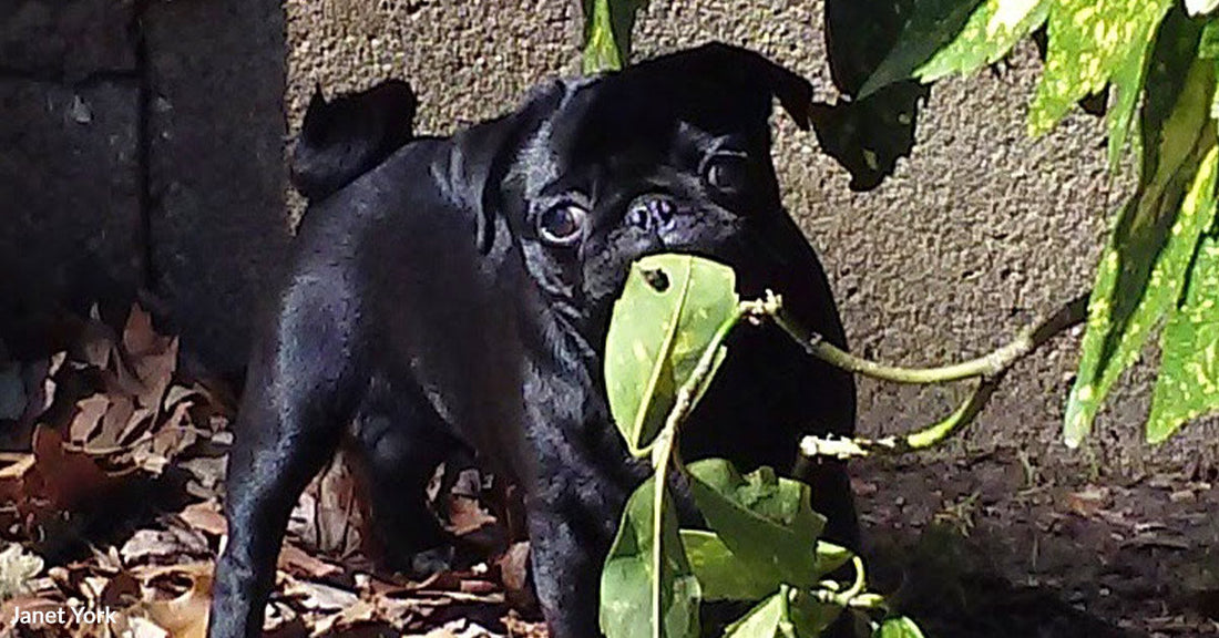 A woman wearing glasses sits outdoors holding a senior black pug, both facing the camera in natural light.