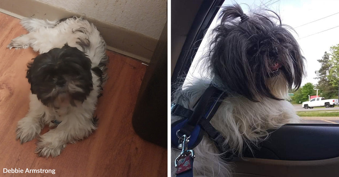 Split image of a fluffy black-and-white dog resting on a floor indoors, then riding in a car while looking out the window.