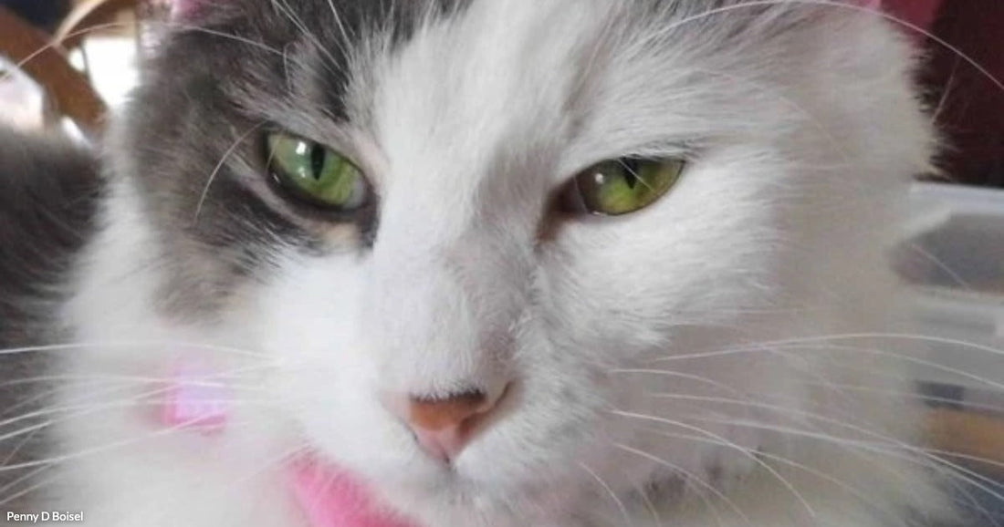 A Cat Found in Freezing Snow Came Home With a Broken Leg and Changed Her Life
