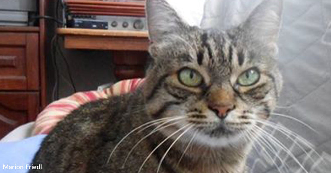Tabby cat sitting on a blue blanket, looking curiously at the camera.
