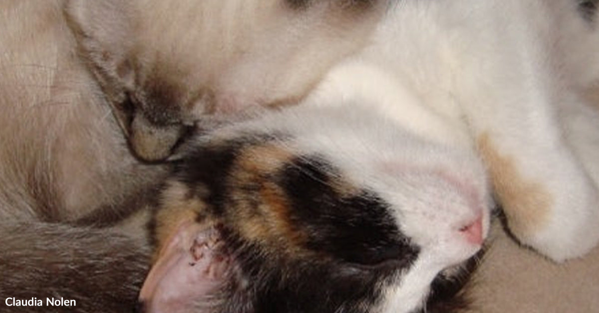 Tiny Kitten Almost Run Over Finds Household And Two Surprising Greatest Pals Tiny Kitten Almost Run Over Finds Household And Two Surprising Greatest Pals