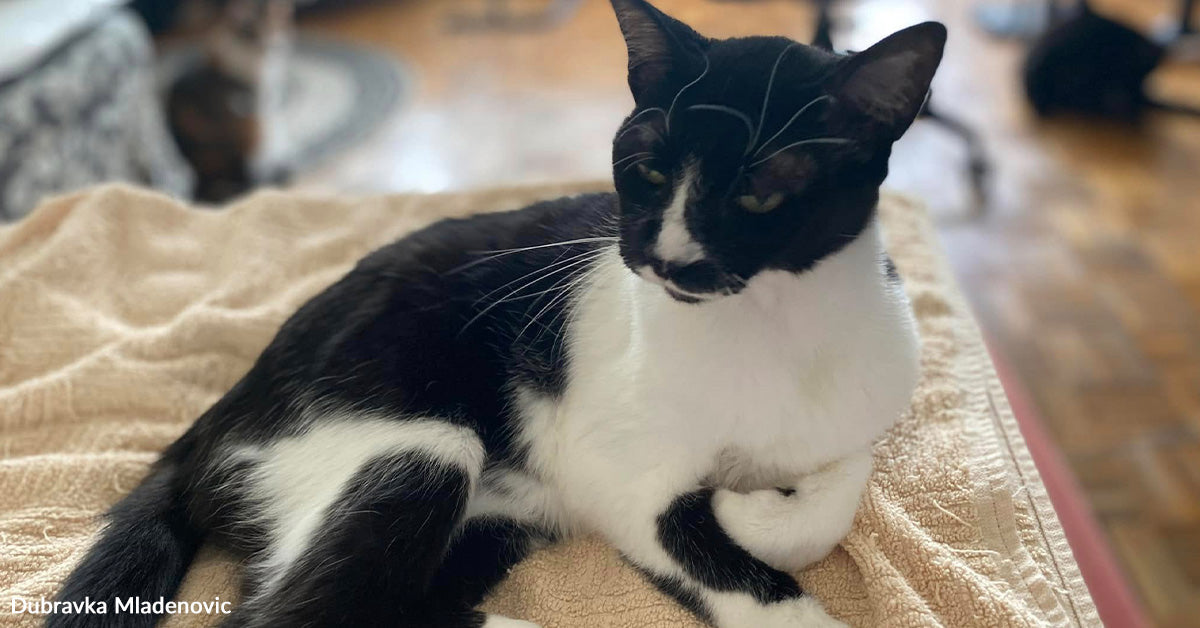 Single Mom in Serbia Saves Eight Fragile Cats From Sure Demise Single Mom in Serbia Saves Eight Fragile Cats From Sure Demise