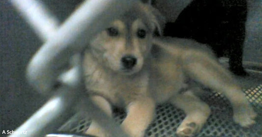 Small puppy lying on a metal kennel floor behind bars, looking toward the camera in a dim indoor setting.