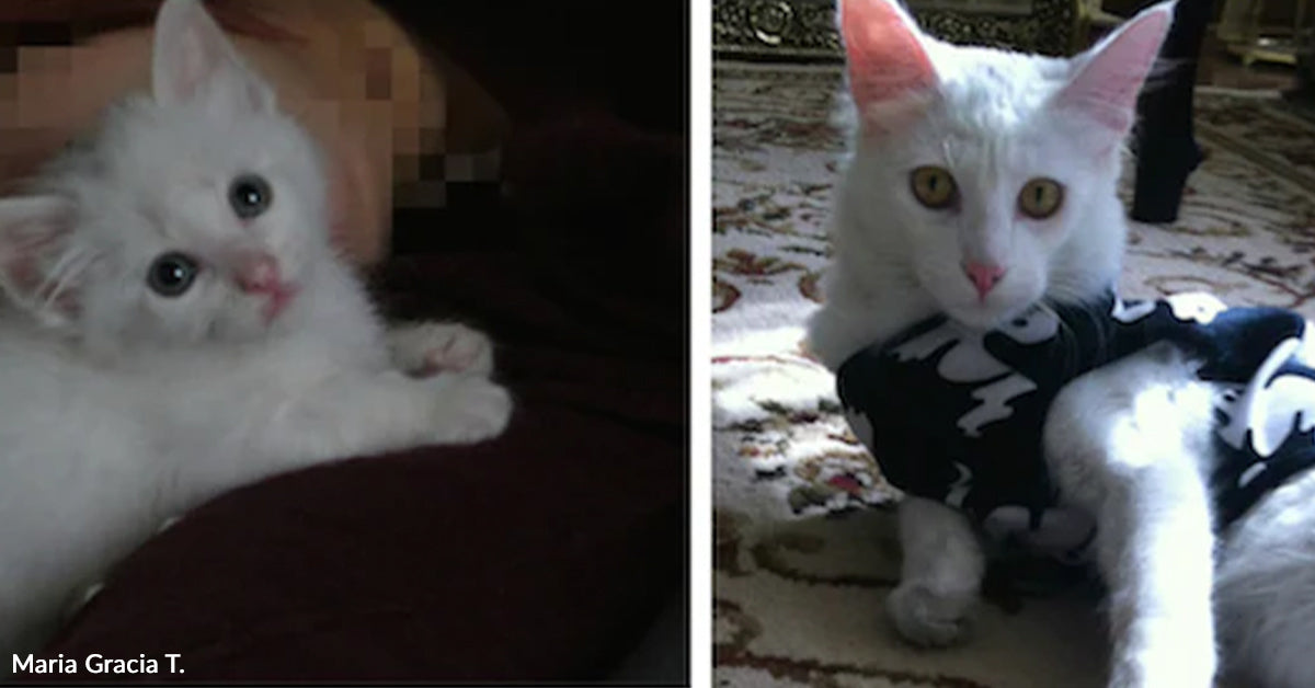 One Abandoned Kitten Turned Family Doubt Into Unconditional Love | The Animal Rescue Site