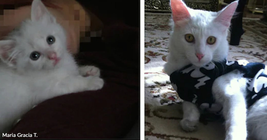 Three images of a fluffy white kitten in various playful poses.