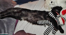 Black cat stretched out asleep on a bed, cuddled against striped and white stuffed animals.