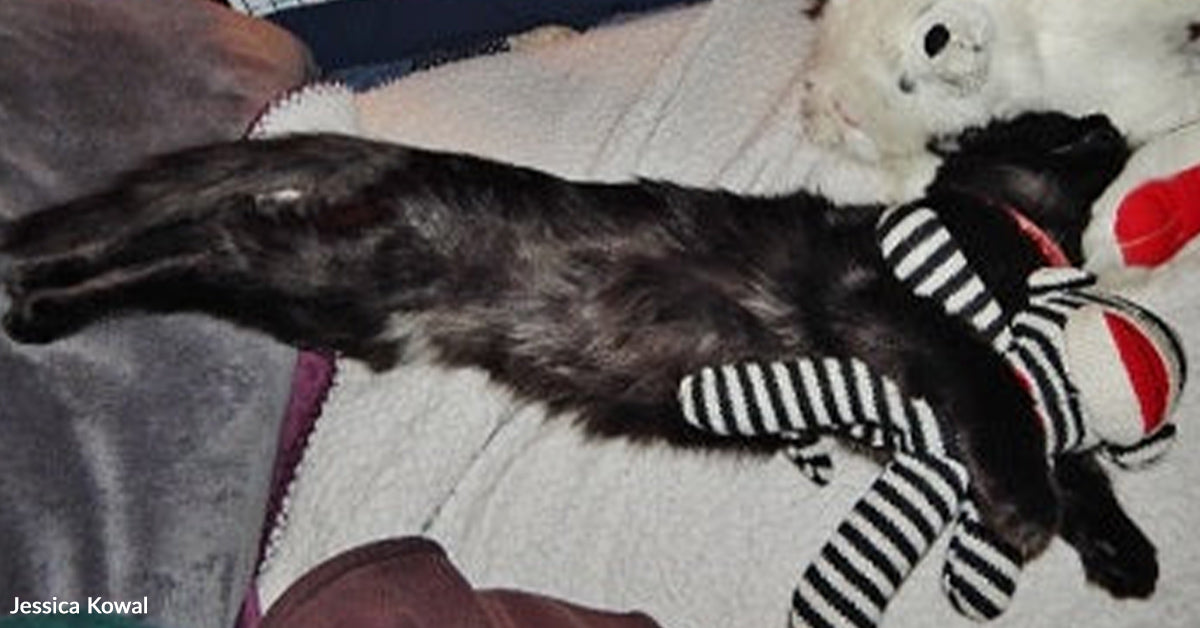 Overlooked Special Needs Kittens Finally Find The Family They Deserved ...
