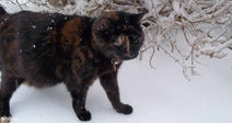 A tortoiseshell cat walks through a snowy landscape near a bush.