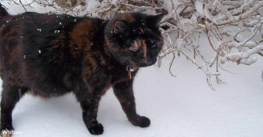 A tortoiseshell cat walks through a snowy landscape near a bush.