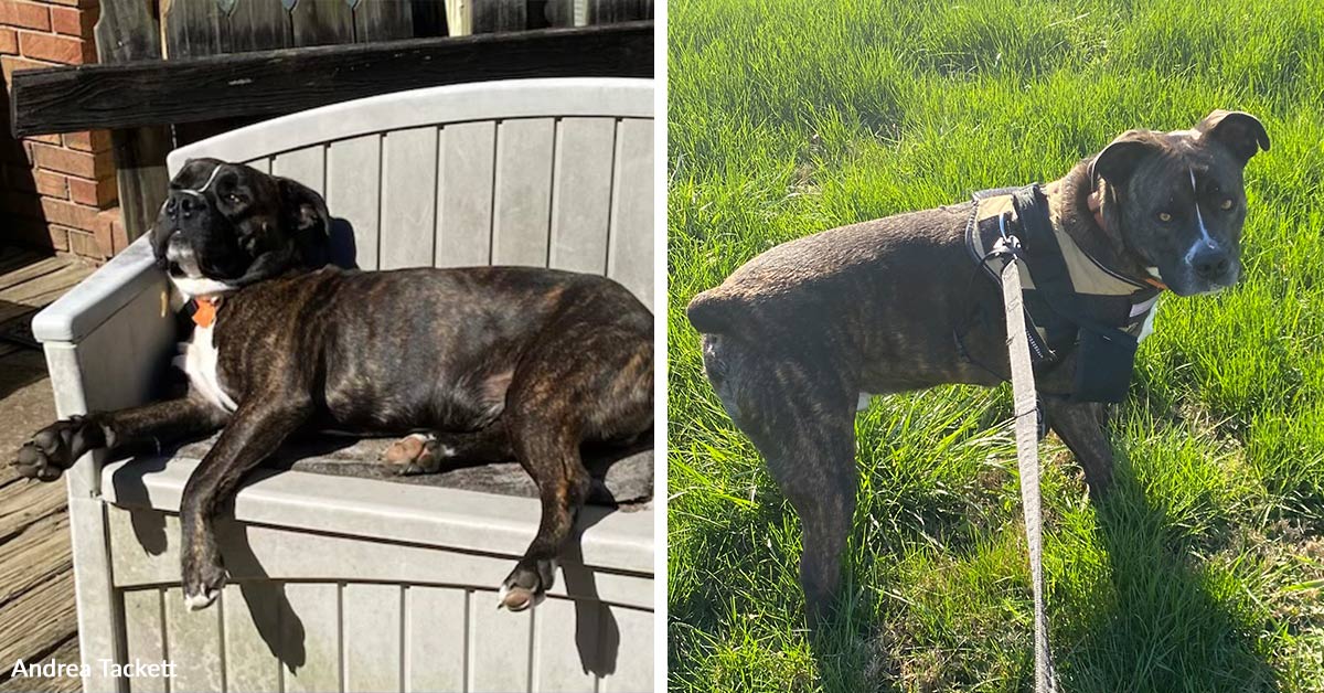 Dog Faced Rejection After Losing His Owner Until One Family Became His ...
