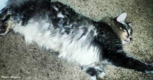 Maine Coon on Death Row Rescued, But Rescuer Can't Keep Him