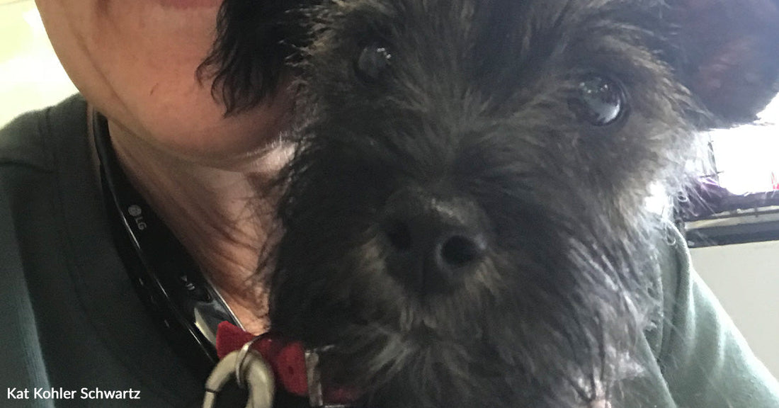 Close-up of a small black dog’s face held gently against a woman’s shoulder, showing alert eyes and soft fur texture.
