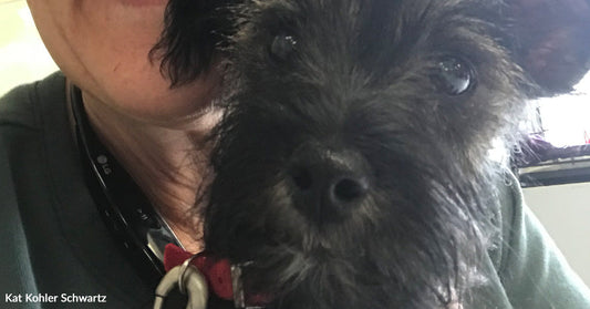Close-up of a small black dog’s face held gently against a woman’s shoulder, showing alert eyes and soft fur texture.