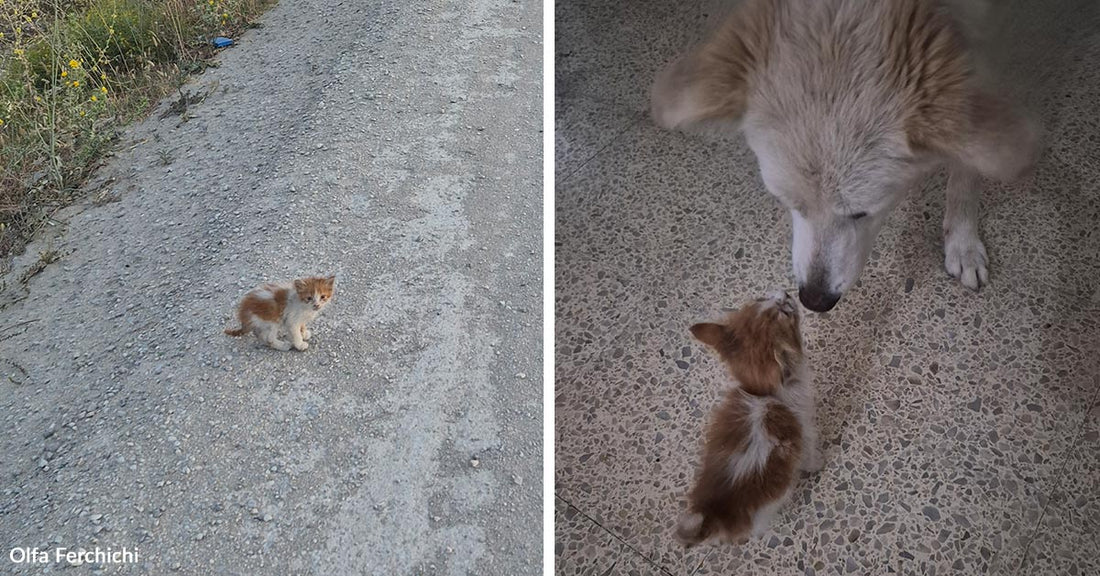 Split image showing a tiny orange-and-white kitten sitting alone on a gravel roadside on the left and meeting a large white dog indoors on the right.