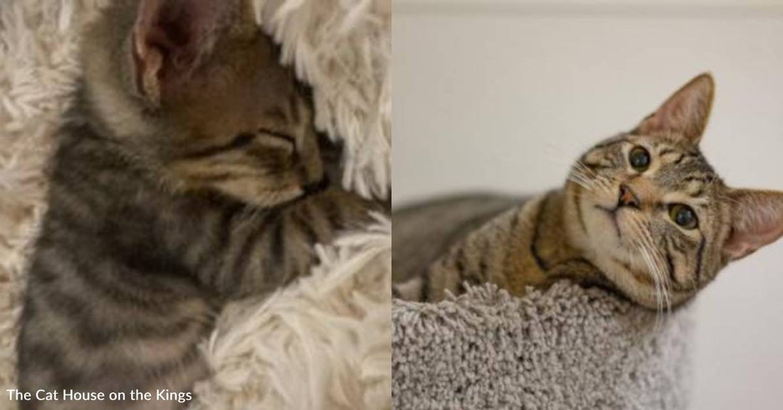 Kitten Who Struggled with Health Problems is Now a Cat Who Just Wants a Forever Home