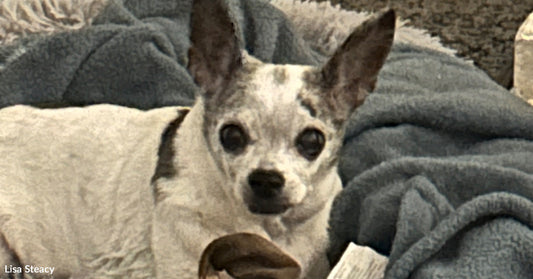 Small white Chihuahua sitting on a blue blanket indoors, holding a plush toy.