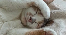 A white and orange cat sleeps on its back on a soft beige blanket, one paw resting against its face.