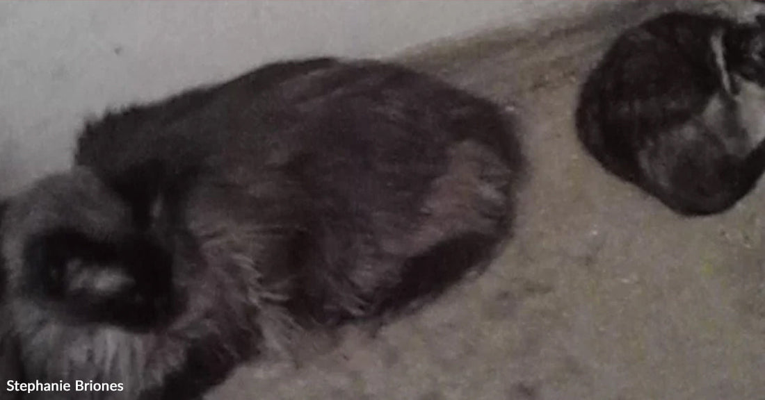 Close-up of a fluffy gray-and-black raccoon curled up on a concrete floor indoors, with part of another raccoon visible in the upper right.