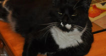 A black-and-white tuxedo cat lounges on a wooden surface, gazing lazily at the camera with half-closed green eyes.