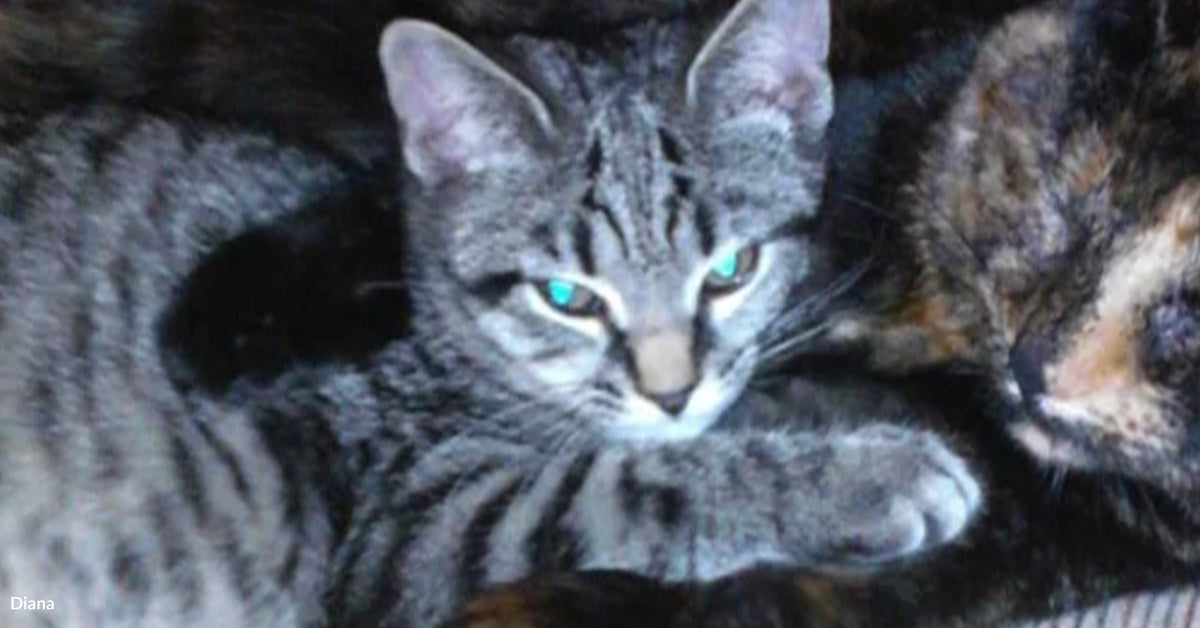 One Purring Cat Turned A Skeptical Mother Into A Believer One Purring Cat Turned A Skeptical Mother Into A Believer