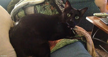 Black cat with wide eyes lying on a couch, partially wrapped in a patterned blanket, looking toward the camera.