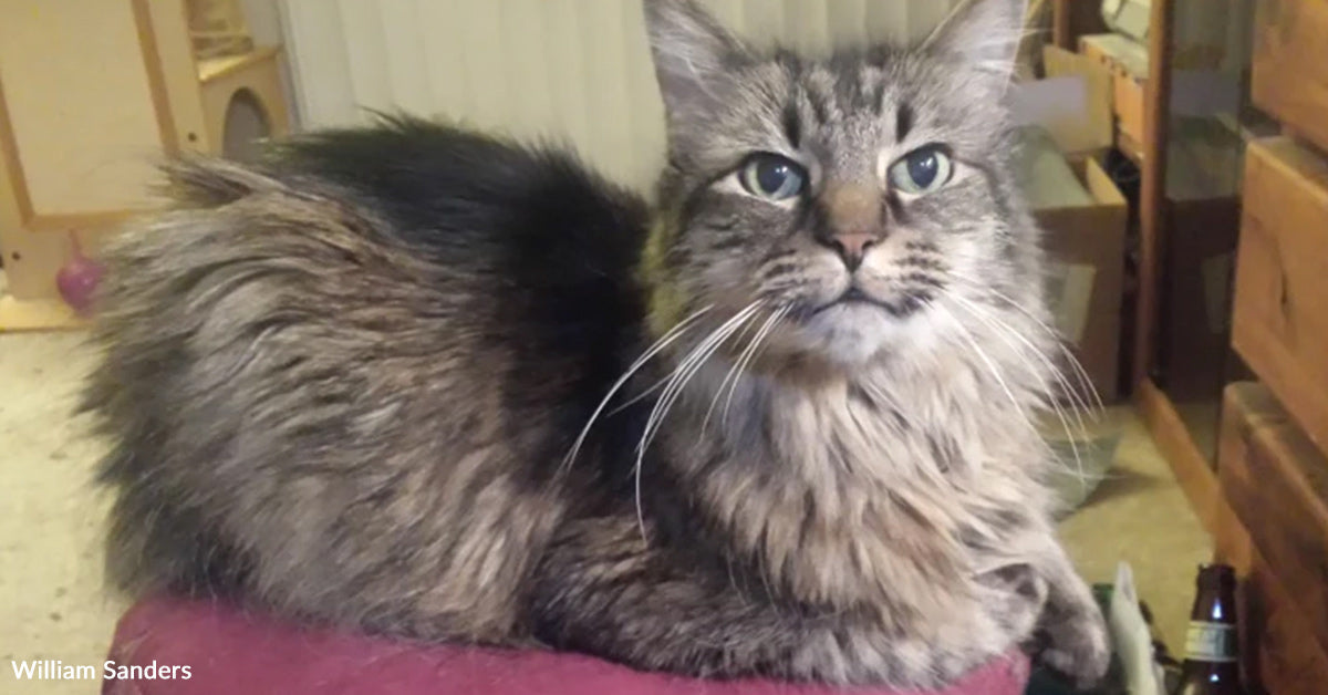 Tiny Kitten Cries From Tree And Turns into A Veteran’s Lifeline Tiny Kitten Cries From Tree And Turns into A Veteran’s Lifeline