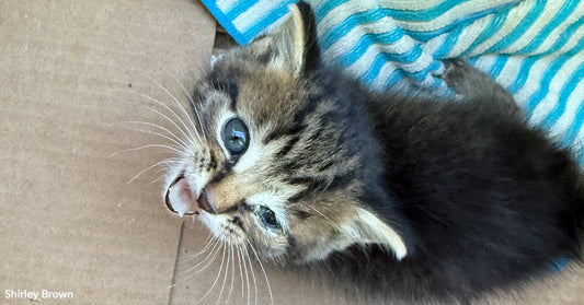 Small tabby kitten snuggled in a cardboard box with a blue-striped towel.