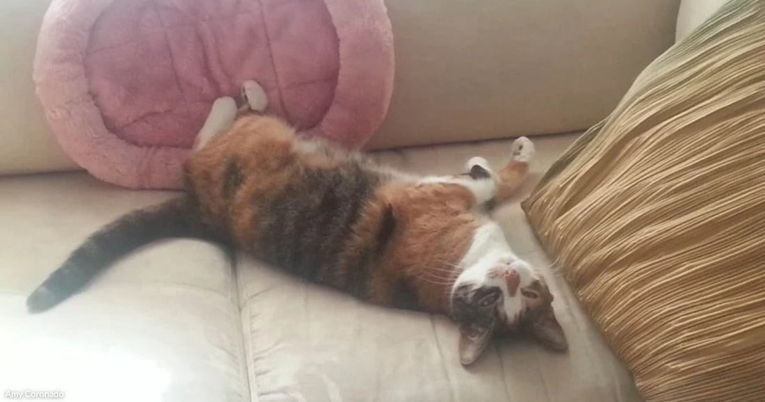 A calico cat lies stretched out on its back on a cream leather sofa, paws raised, next to a pink round cushion.