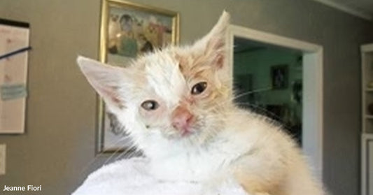 A small white-and-orange kitten is wrapped in a towel and being held indoors, looking weak but alert.