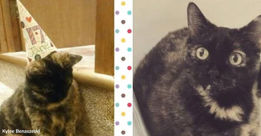 Two tortoiseshell cats side by side indoors, one wearing a small birthday hat, both facing the camera.