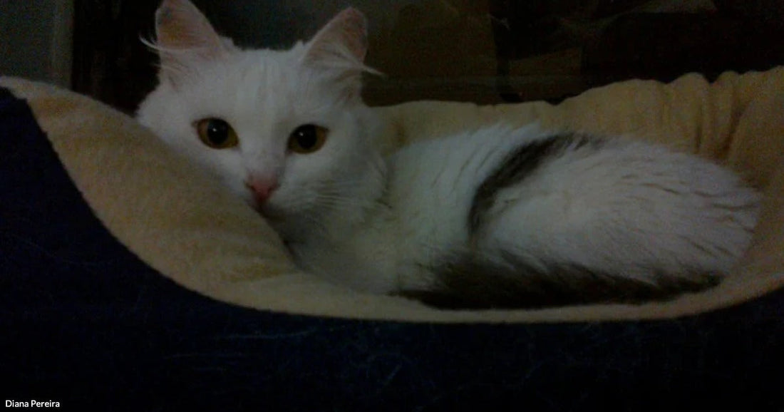 A white cat with amber eyes rests in a cozy beige pet bed in a dimly lit room.