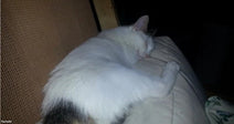 A fluffy white and black cat sleeps curled up on a beige couch cushion beside a wicker surface in dim lighting.