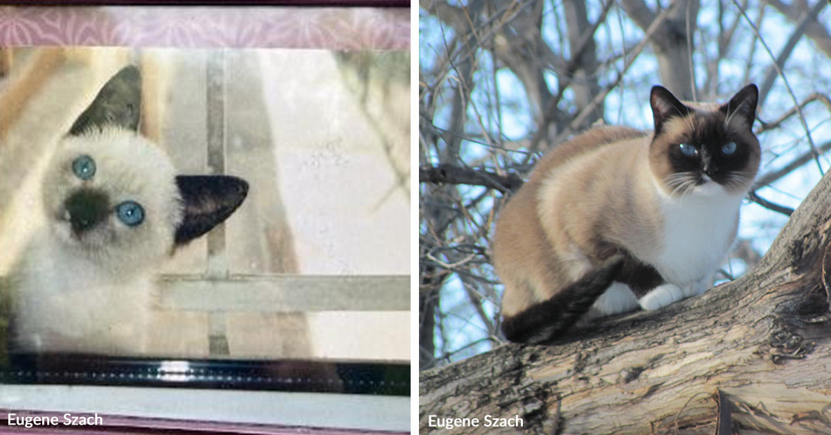 Ravenous Kitten Fights Her Means Throughout an Ocean and Right into a Household’s Coronary heart
