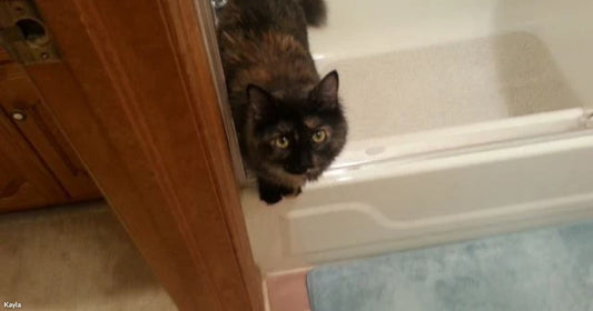 A tortoiseshell cat stands on the edge of a shower, near a bathroom door.