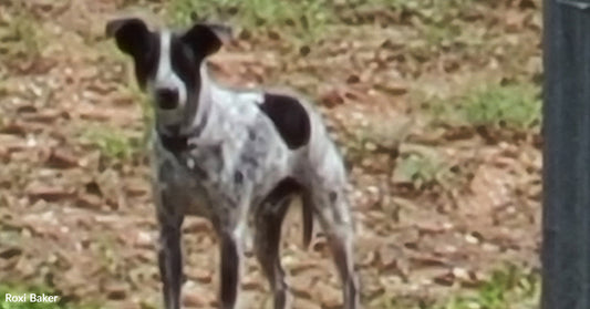 The black-and-white dog standing alert in a yard with patchy grass, looking toward the camera.