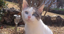 A white cat with gray tabby markings and striking blue eyes sits attentively on a stone surface in a garden with gravel, rocks, and bare shrubs.