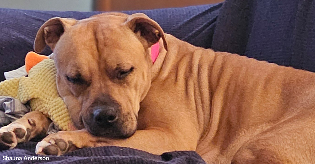 Instructed There Was No Area, This Pit Bull Confronted Demise Till One Couple Spoke Up Instructed There Was No Area, This Pit Bull Confronted Demise Till One Couple Spoke Up