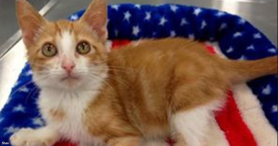 Zero Escaped Death Twice Before a Broken Leg Led Him to the Person Who Needed Him Most