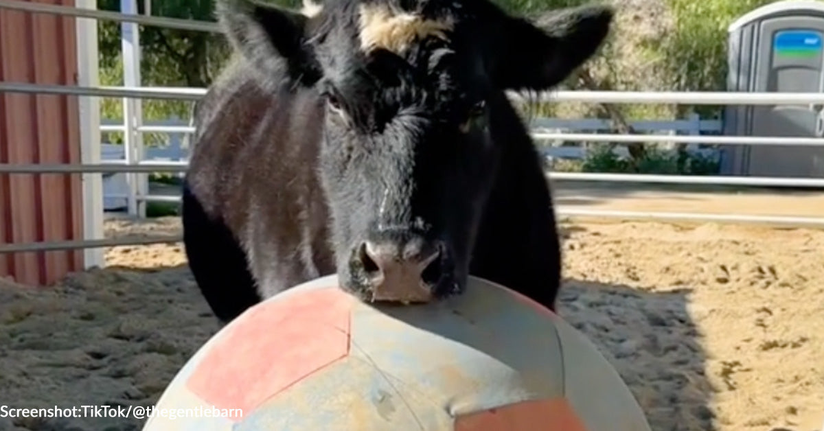 Cow Rescue Rescued Cow Finds Comfort In Late Blind Cow's Bouncy Ball At Sanctuary ...