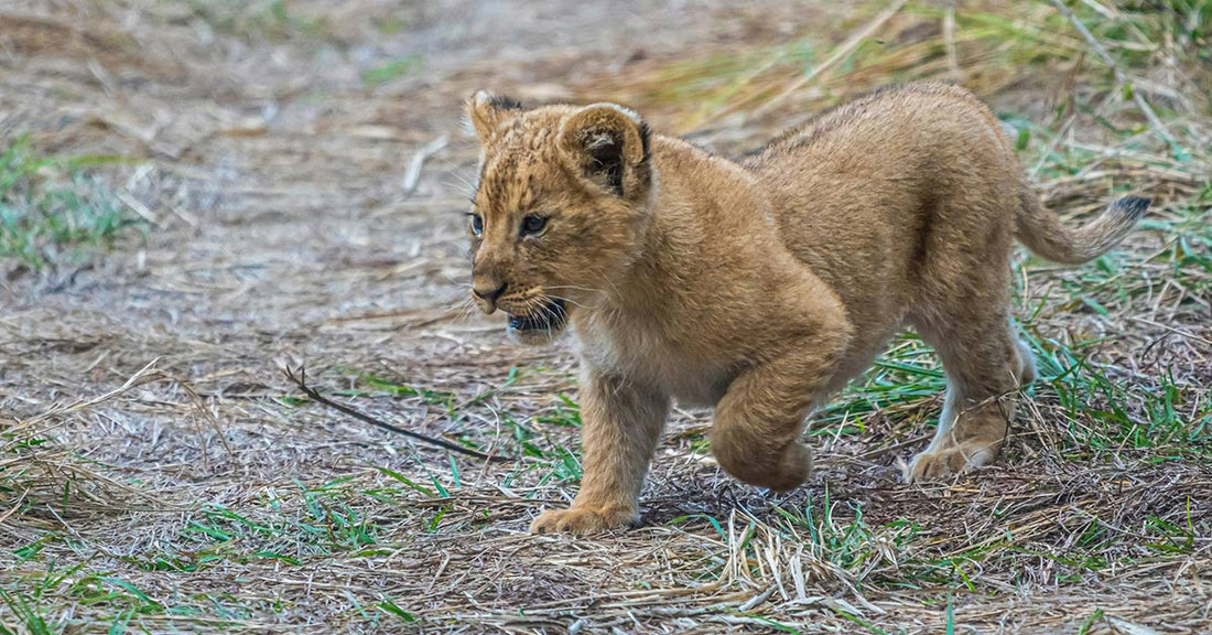 Young lion cub walks across dry grass and dirt with one paw lifted mid-step.