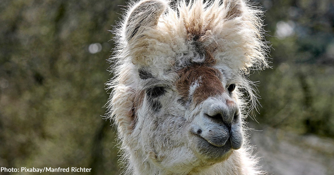 Traumatized Llama Gets Fresh Start at Sanctuary & Case of Zoomies with New Friends